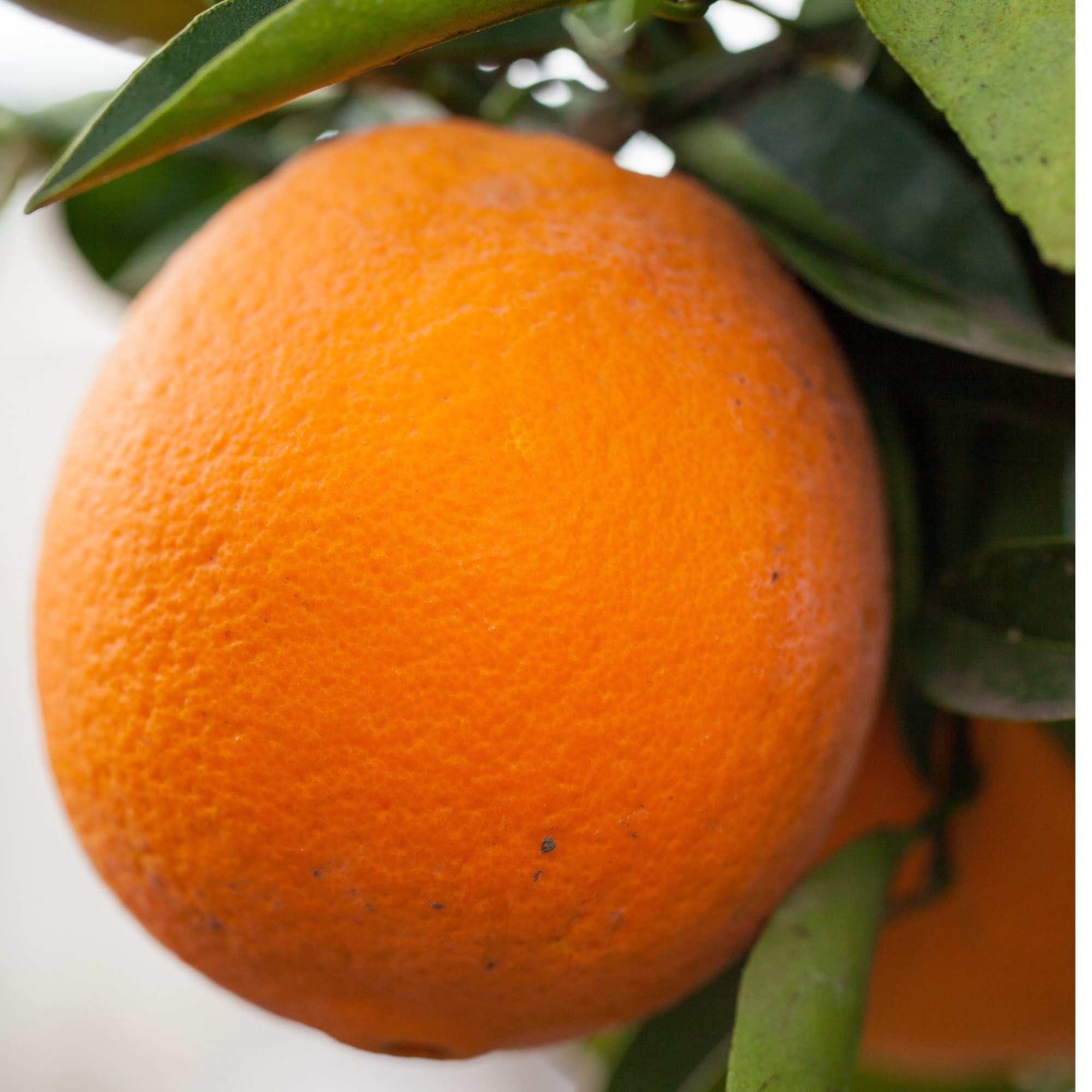 Orangenbaum Cara Cara Alpagrumi