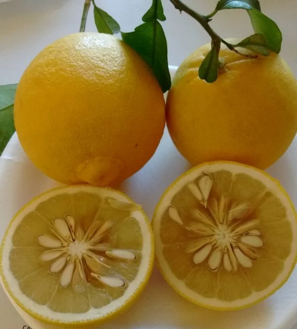Ichang Lemon (Shangyuan) – Image 2