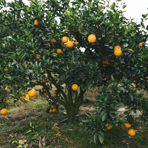 Oranger Navelina – Image 3