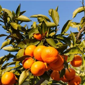 Mandarinier Satsuma Owari