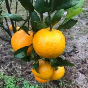 Satsuma Okitsu Mandarin Tree