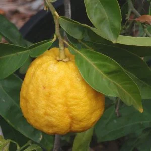 Satsuma Iwasaki Mandarin Tree | Alpagrumi