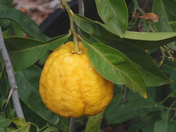 Ichang Lemon (Shangyuan)