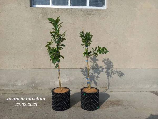 Oranger Navelina – Image 7