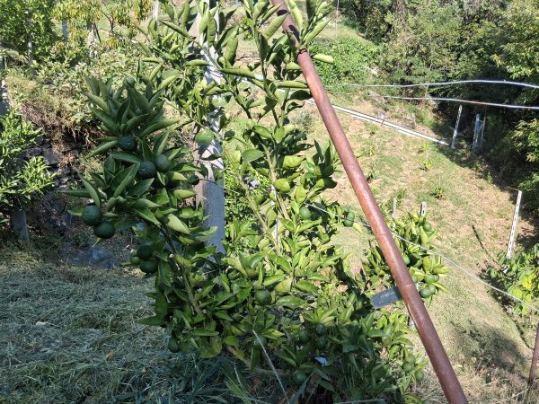 Sudachi – Image 7