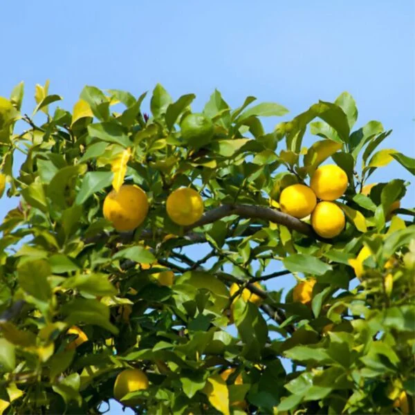 Ichang Lemon (Shangyuan) – Image 4