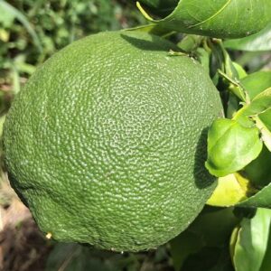 Ichang Lemon (Shangyuan)