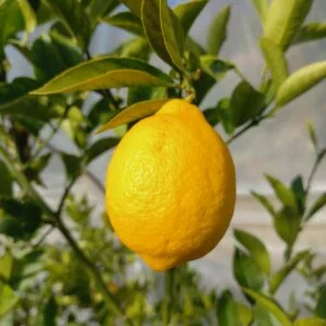 Limone Meyer