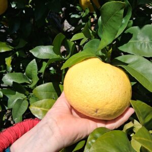 Pomelo Enzo