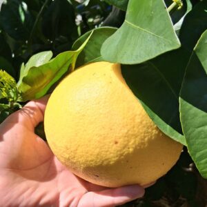 Pomelo Enzo