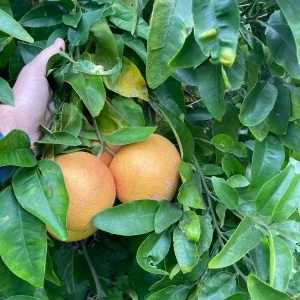 Pomelo rosa