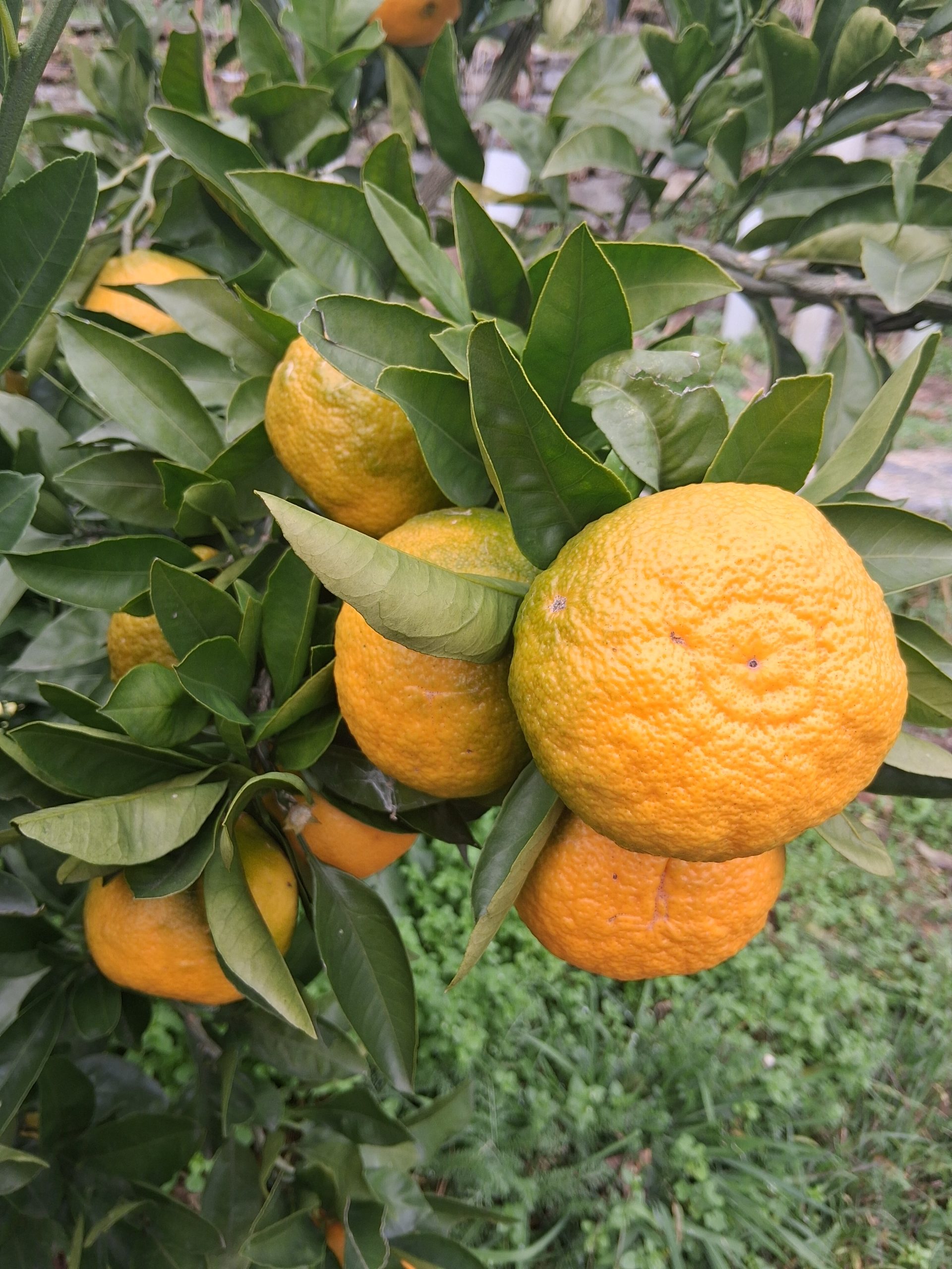 satsuma Satsuma Iwasaki Mandarin Tree | Alpagrumi