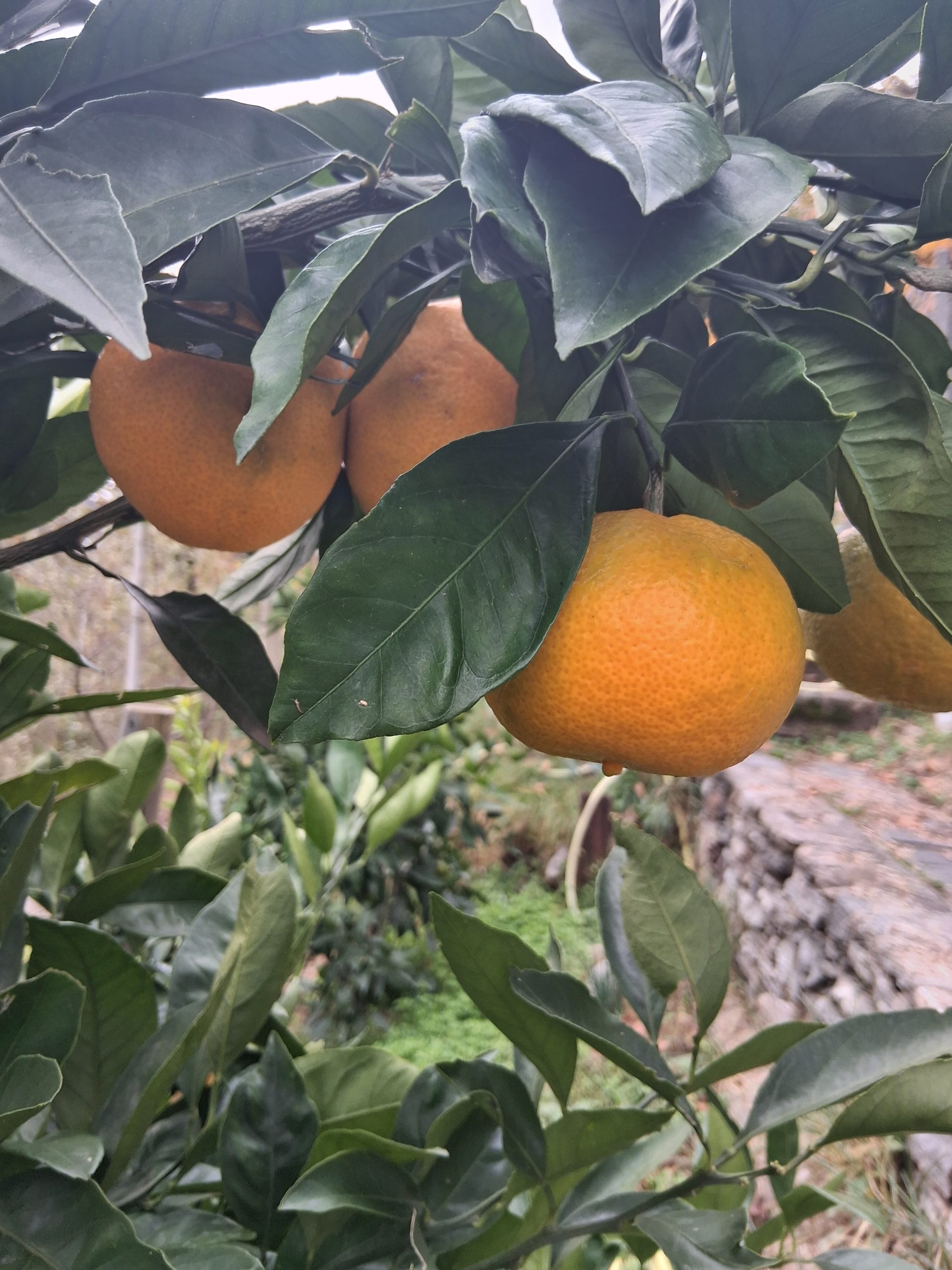 Satsuma Iwasaki Mandarin Tree | Alpagrumi
