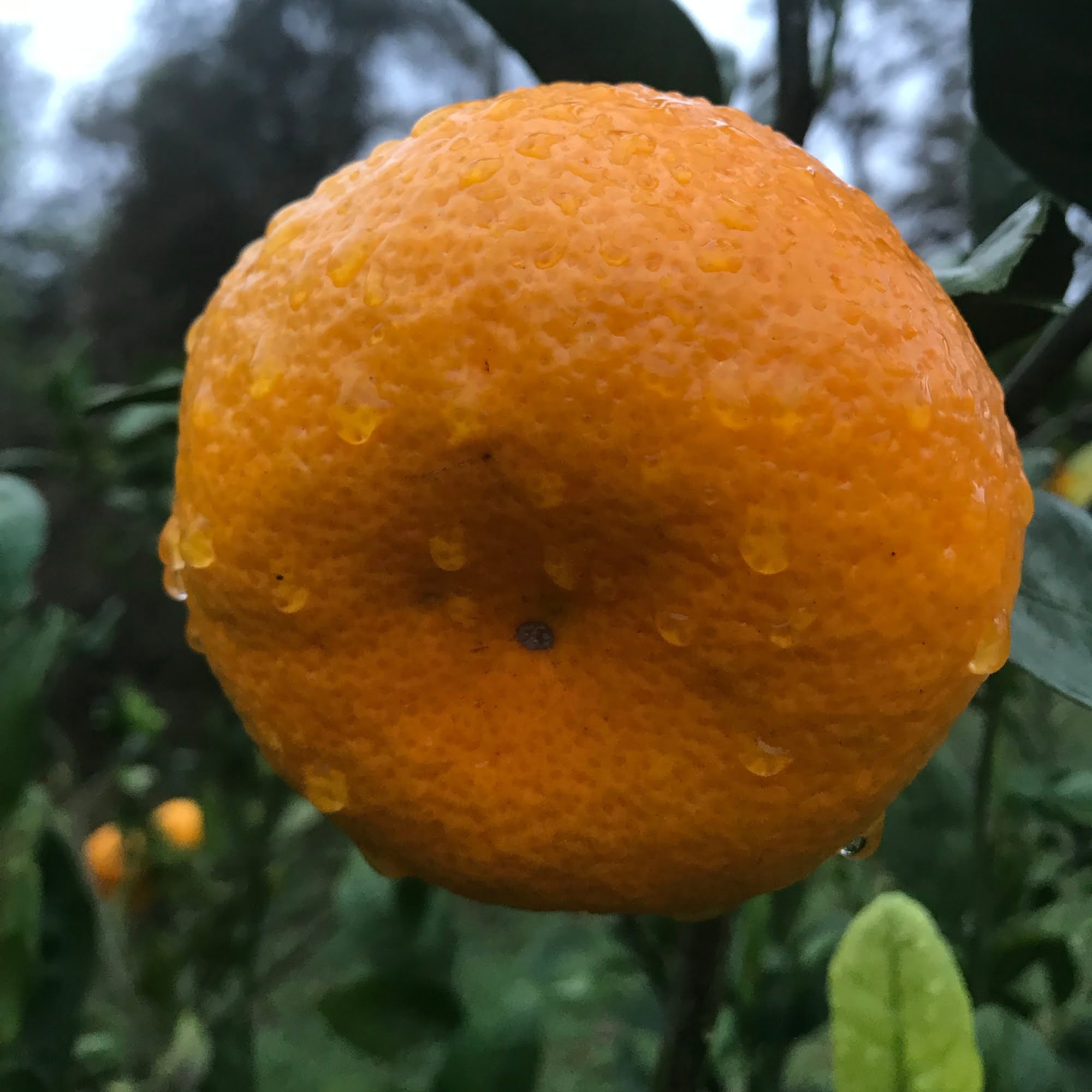 Satsuma Iwasaki Mandarin Tree | Alpagrumi