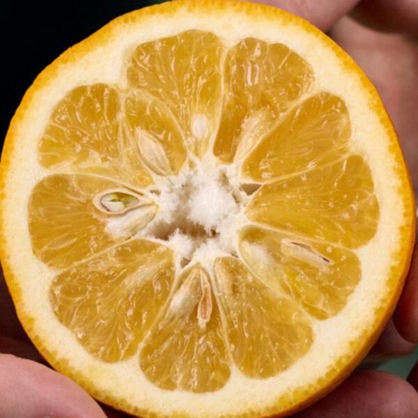 Lemon tree from Taiwan - Image 4