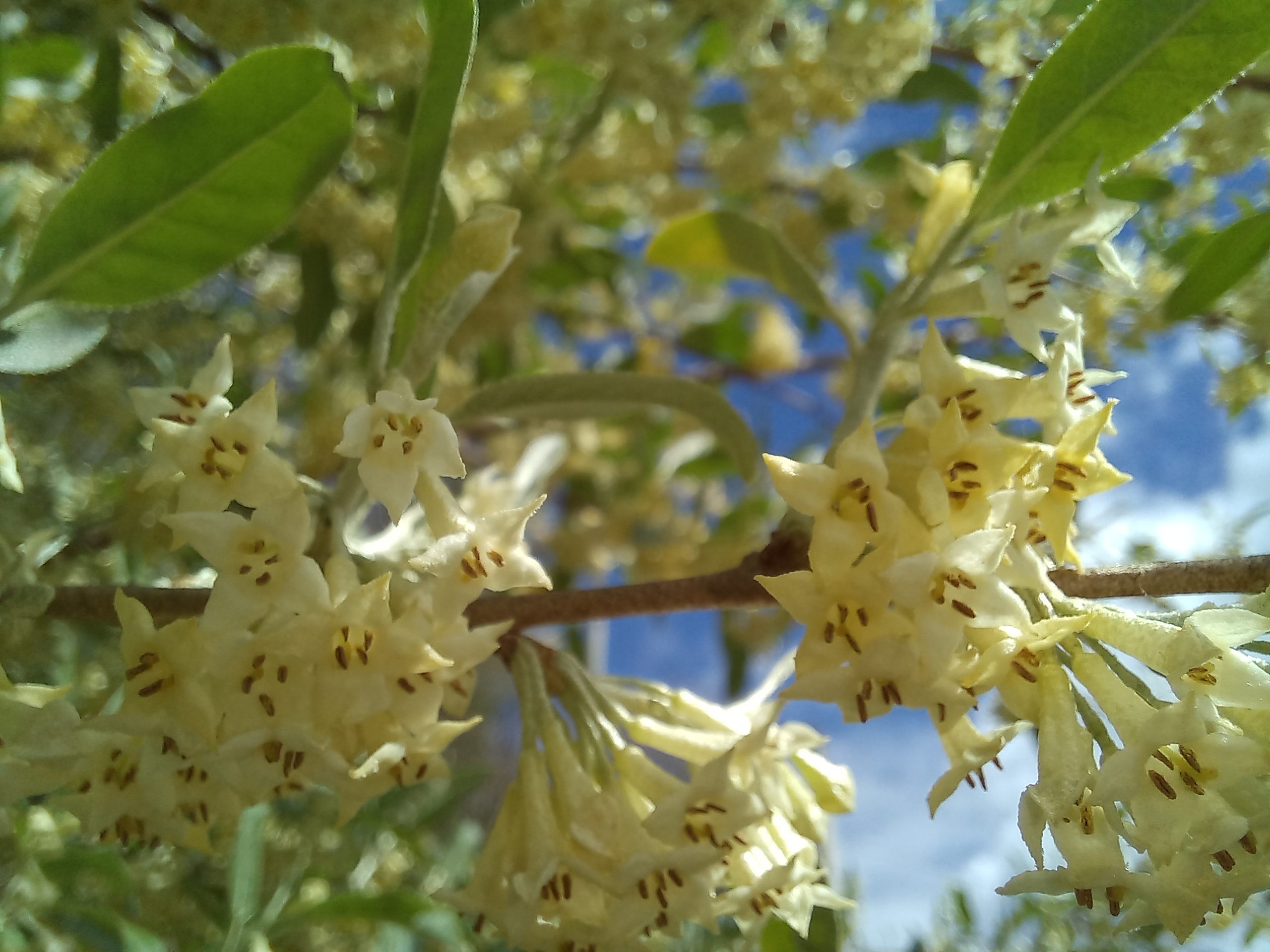 Fleurs de goumi