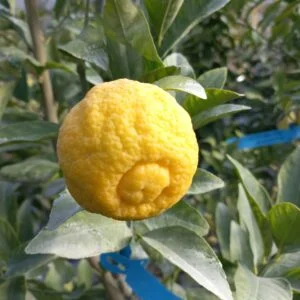 Citradia