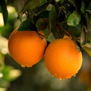 Oranger Fragola