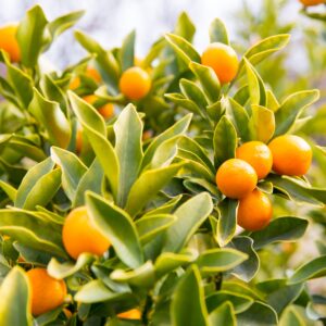 Kumquat Nameiwa
