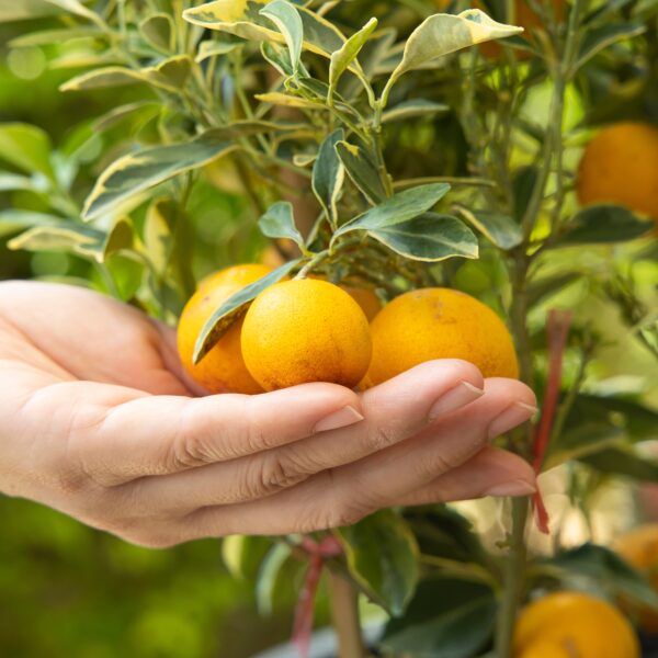 Kumquat Nameiwa – Bild 5