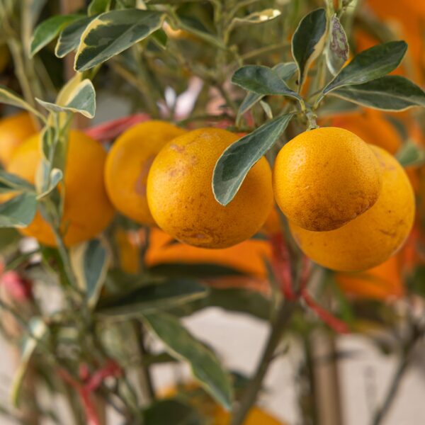 Kumquat Nameiwa – Bild 4