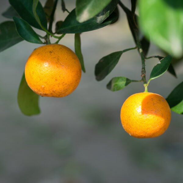 Kumquat Nameiwa – Bild 2