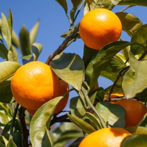 Mandarino Satsuma Silverhill