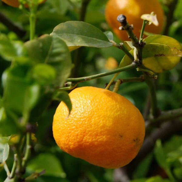 Mandarino Satsuma Silverhill - immagine 5