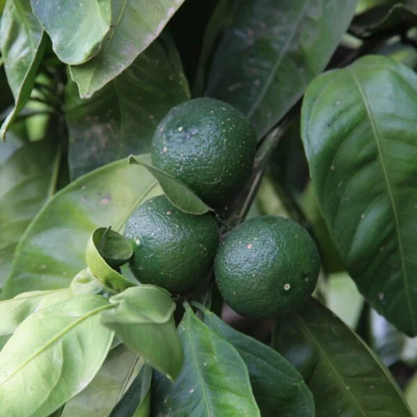 Mandarino Satsuma Silverhill - immagine 4