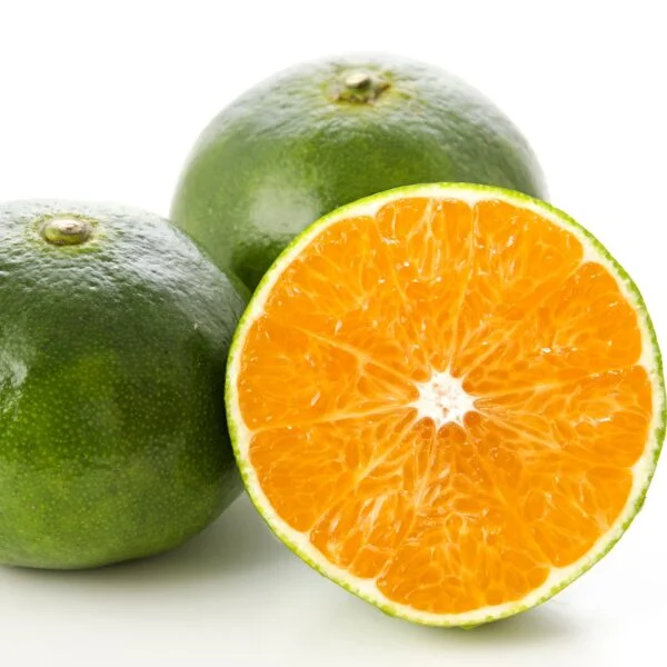 Mandarino Satsuma Silverhill - immagine 2