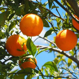Moro orange tree