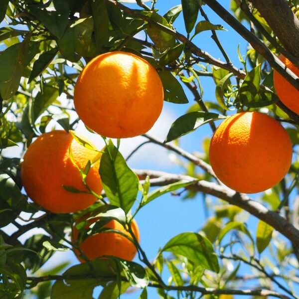 Orangenbaum Moro