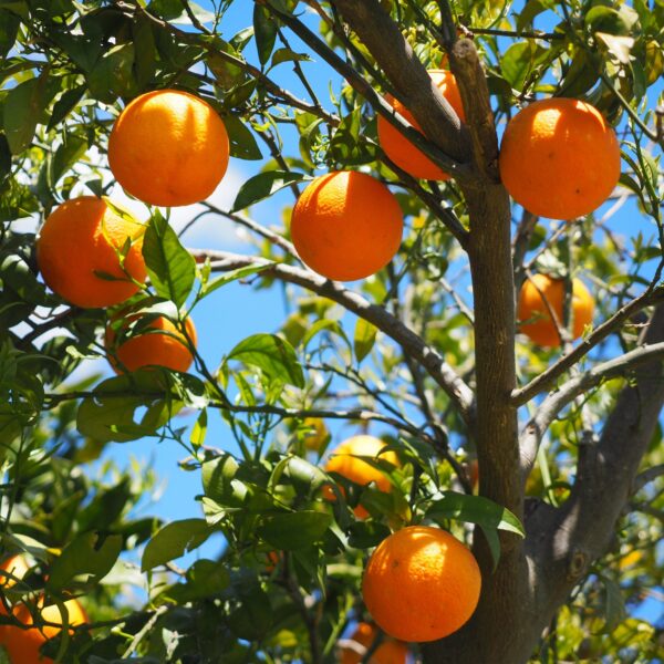 Orangenbaum Moro – Bild 5