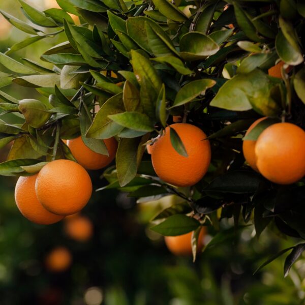 Orangenbaum Moro – Bild 2