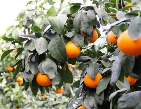 Beni Madonna orange tree - Image 3