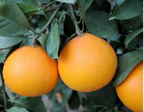 Beni Madonna orange tree