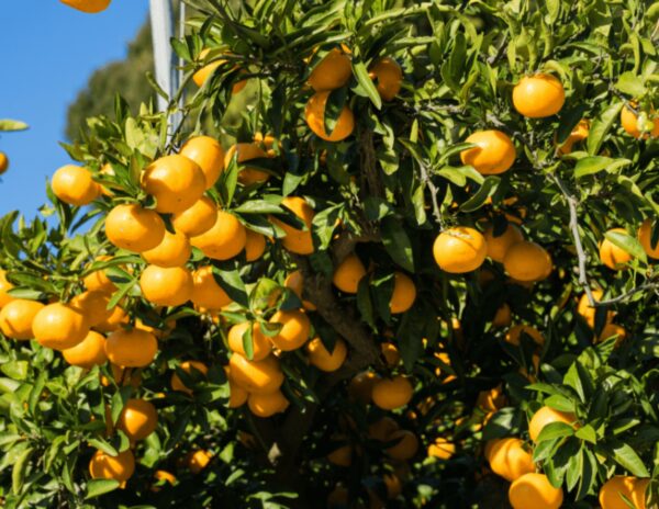 Beni Madonna orange tree - Image 4