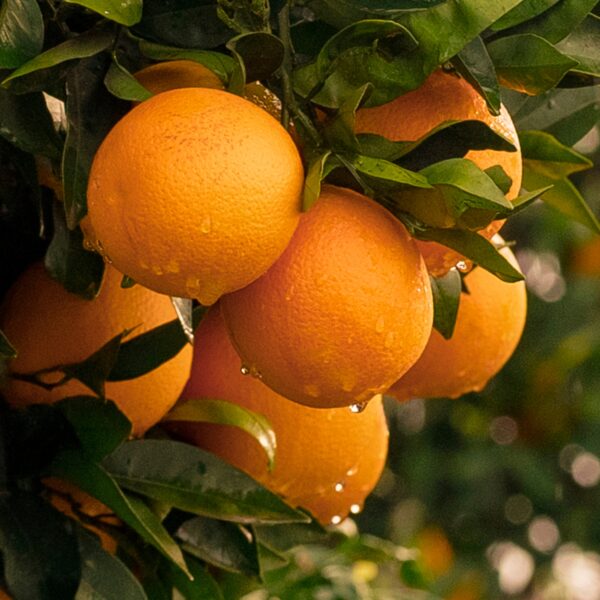 Fukumoto orange tree