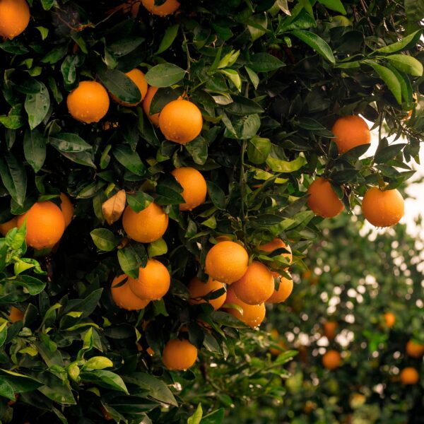 Fukumoto orange tree - Image 4