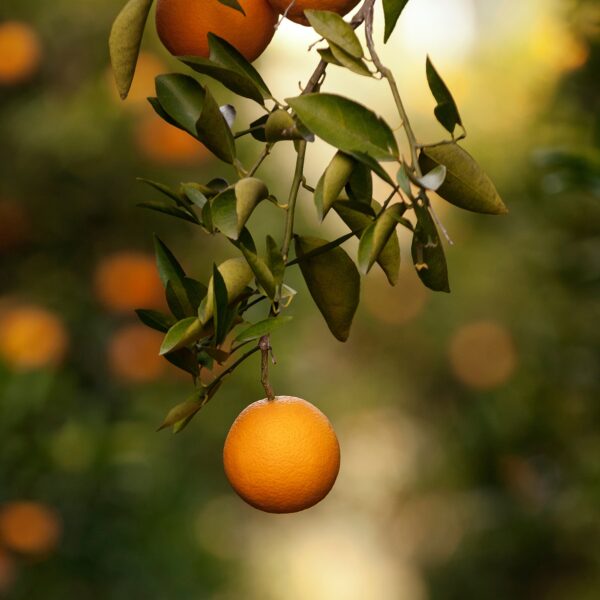 Fukumoto orange tree - Image 3