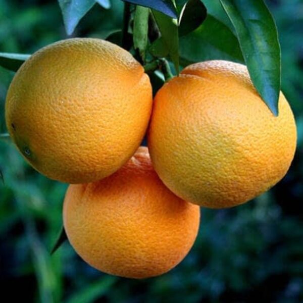 Arancio Washington