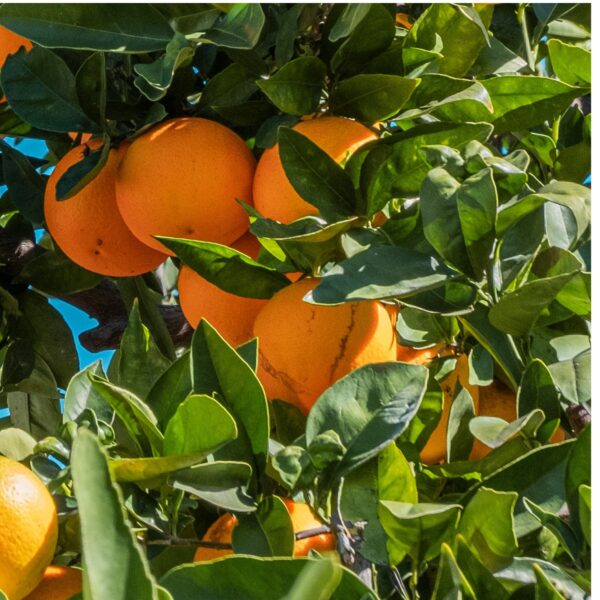 Arancio Washington - immagine 2