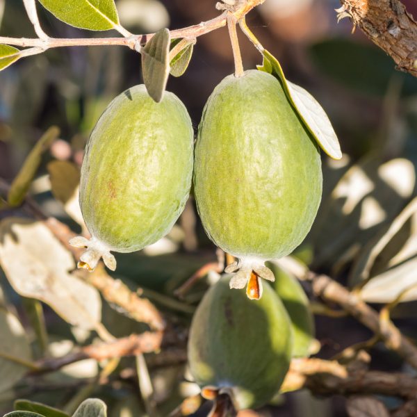 Guavenbaum Feijoa