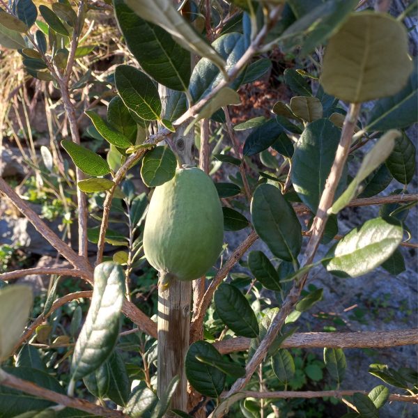 Guavenbaum Feijoa – Bild 2