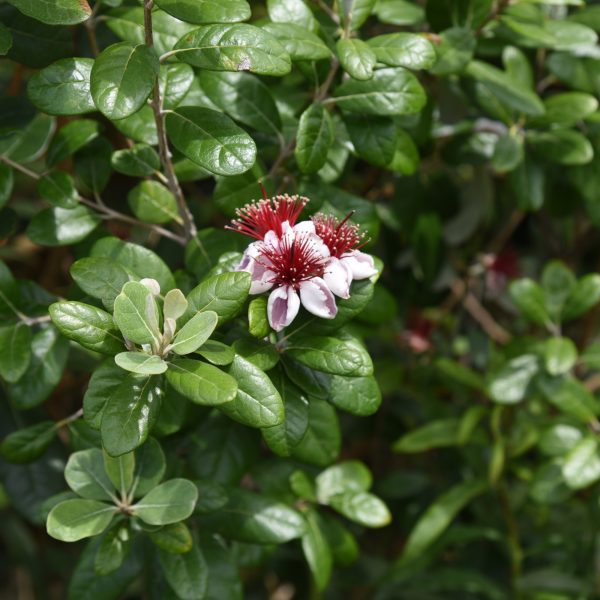 Guavenbaum Feijoa – Bild 3