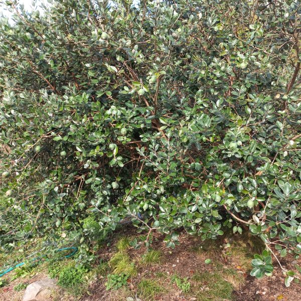 Guavenbaum Feijoa – Bild 5