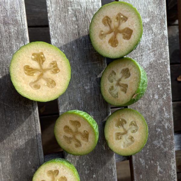 Guavenbaum Feijoa – Bild 6