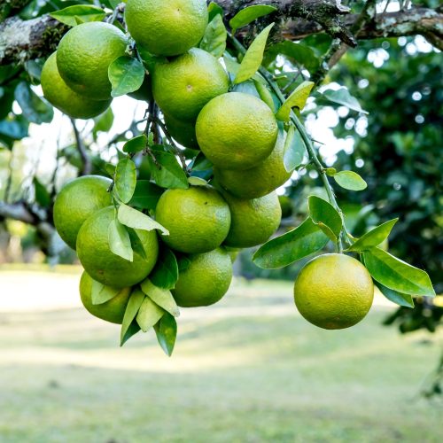 Bergamot01