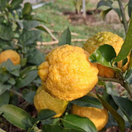Citradia-10