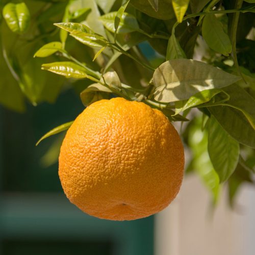 OrangeCorse5